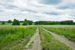 © maxandrew - Road through beautiful meadow with wild pink flowers alfalfa on the roadside in cloudy summer day. Field background. Selective focus.
