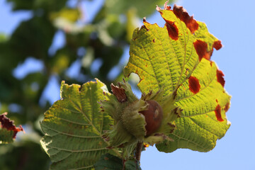 Wall Mural - Close up of hazel tree with red spots on leaves. Diseased Corylus avellana with hazelnuts on blue sky