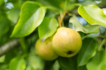 Ripe big pears on a tree in the garden in sunny weather