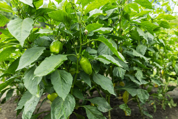 Wall Mural - Chili pepper plantation with plastic film placed over the ground, yellow chilli pepper plant in a farmer's field