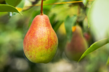 Wall Mural - Ripe pears on branch with green leaves in garden