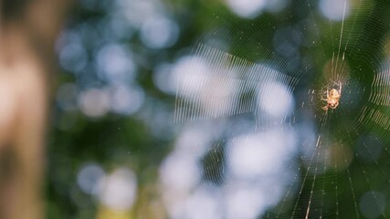 Spider in the center of the spider silk sways in the wind. Filming in the forest.