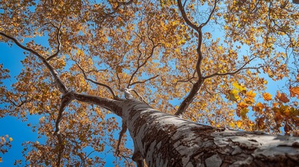 Wall Mural - autumn leaves cascade from a tall tree against a clear blue sky in a vibrant display of seasonal col