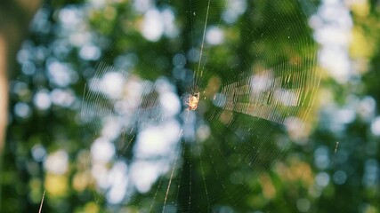 Spider in the center of the spider silk sways in the wind. Filming in the forest.
