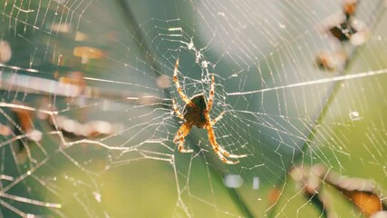 Spider in the center of the spider silk sways in the wind. Filming in the forest.