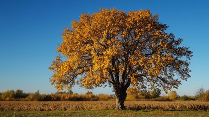 Sticker - A solitary autumn tree stands out against a clear blue sky in a rural landscape during the golden hour of sunset