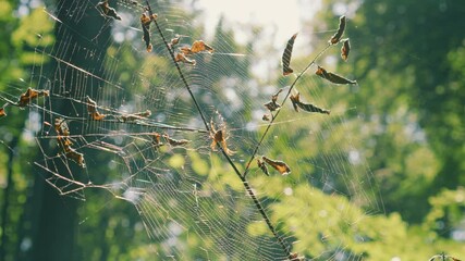 Spider in the center of the spider silk sways in the wind. Filming in the forest.