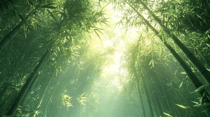 Wall Mural - A Sunlit Pathway Through A Dense Bamboo Forest