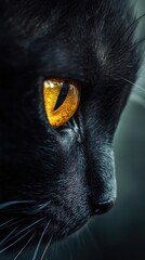 Close-up of a black cat's face with striking orange eyes, showcasing its intense gaze.