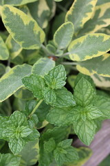 Typical mint plant growing in the summer vegetable garden.