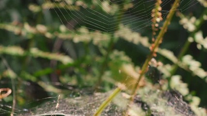 Spider in the center of the spider silk sways in the wind. Filming in the forest.