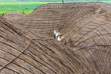 Wall Mural - Korean traditional thatched roof and cat