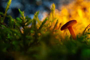 mushroom. beautiful cute mushrooms of the forests. nature background.