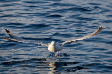 Seagull flying over the sea