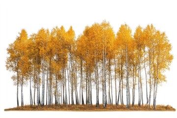 Wall Mural - Golden autumn birch forest landscape