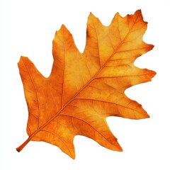 Sticker - Autumn leaf oak illustration decoration botanical.