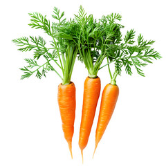 bunch of carrots isolated