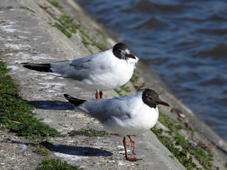 Wall Mural - river seagulls sitting and flying by the Danube river in Novi Sad