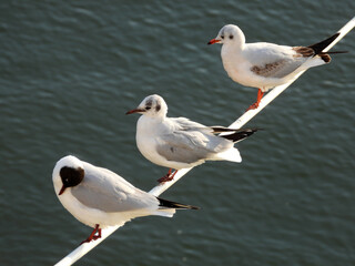 Wall Mural - river seagulls sitting and flying by the Danube river in Novi Sad