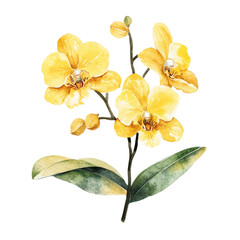 Wall Mural - Vibrant yellow orchids blooming beautifully transparent