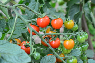 a bunch of cherry tomatoes are growing on a plant in the greenhouse close up