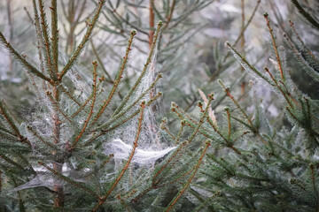 Cold looking spruce with spider webs in Halloween sunrise, pine spider webs, Close up horizontal