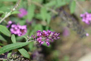 Summer lilac flowers