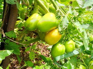 green apples on a tree