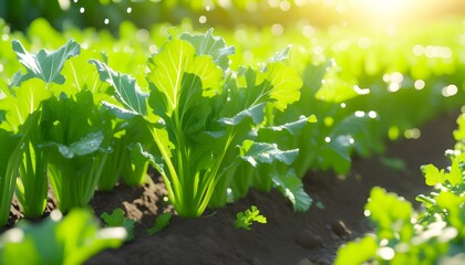 Glistening Swiss Chard Leaves in Sunlight on a Freshly Watered Garden with White Background for Hydration and Freshness Themes