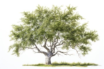 Wall Mural - Salix caprea tree plant white background tranquility.