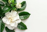 White background with isolated gardenia flower