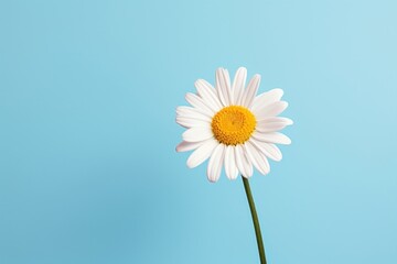 Canvas Print - Flower daisy petal plant.