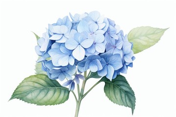 Wall Mural - Botanical illustration blue hydrangea flower plant inflorescence.