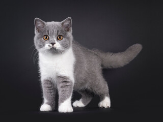 Wall Mural - Cute blue with white British Shorthair cat kitten, standing facing front. Looking towards camera with orange eyes. Isolated on a black background.