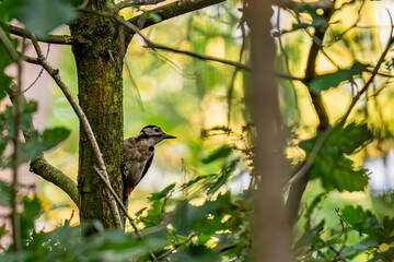 Great spotted woodpecker