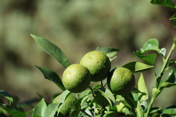 green unripe oranges on the tree