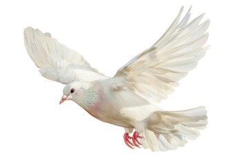 Sticker - Elegant white dove in flight