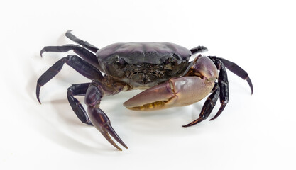 Ricefield crabs on white background. Ricefield crab from nature. Red field crab, it small crab many found in rice field canal and river.