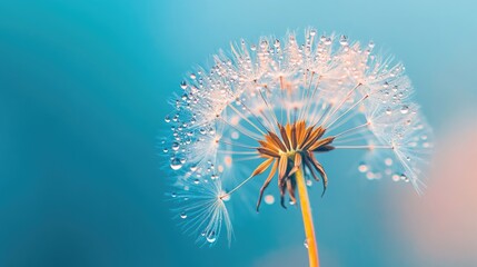 Dew drops on a dandelion seed reflect a flower against a blue background creating a dreamy and artistic macro image