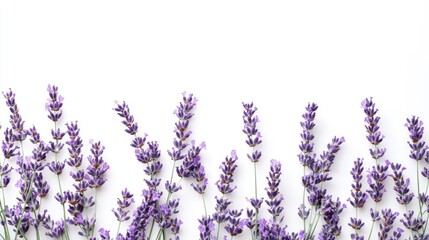 Wall Mural - Bright arrangement of purple lavender blossoms on a white background isolated for emphasis