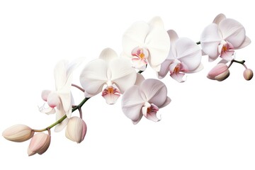 Wall Mural - A delicate orchid with white petals and a soft pink blush