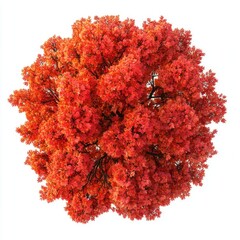 Wall Mural - real red maple tree leaves leaf autumn.