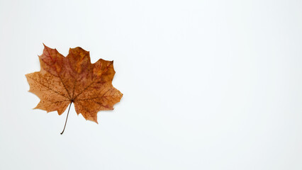 Wall Mural - Golden orange autumn leaves of maple tree on white background. Top view. Copy space