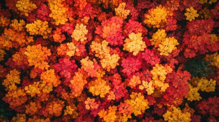 Aerial view of a forest in the fall, with vibrant red and yellow leaves, leaving space for copy.