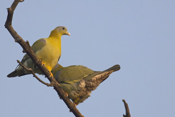 Yellow-footed Green Pigeon (Treron phoenicopterus), two perched in a tree, Bharatpur, Dehli, India.