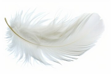 fluffy white feather highlighted on a white isolated background