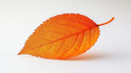 Wall Mural - Close up of a single orange leaf resting on a white background