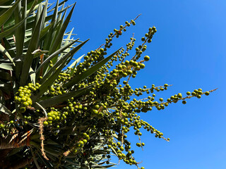 View of dragon tree against the blue sky. Close-up. Madeira. Portugal.