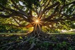 © kornc - A large tree with a sun shining through its roots