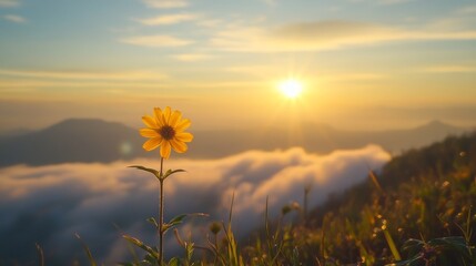 Wall Mural - The sun rises over the top of Chiang Mai mountain. The sea level is obscured by clouds and fog below. A colorful flower grows at its base,